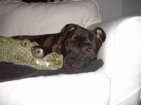 Staffordshire bull terrier Loui billede 9