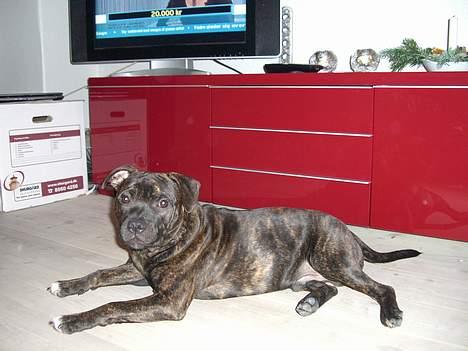 Staffordshire bull terrier Loui billede 11