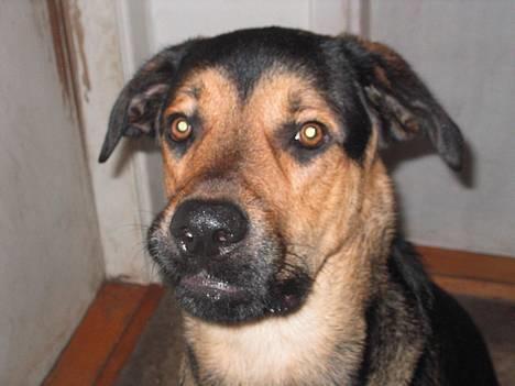 Blanding af racer Pumba billede 1