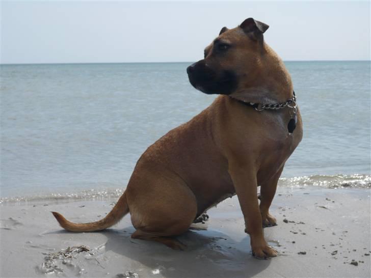 Staffordshire bull terrier Chevy (Grand Danois Olga) - Velkommen til prinsessens profil billede 1