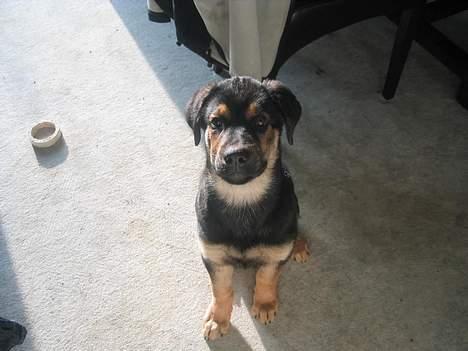 Blanding af racer Pumba - Her er han 6 måneder billede 2