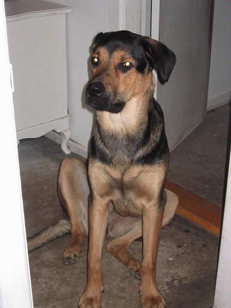 Blanding af racer Pumba billede 3