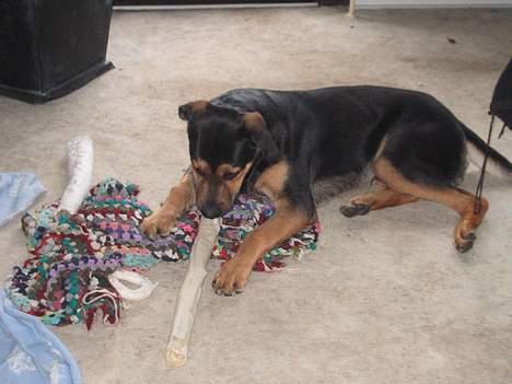 Blanding af racer Pumba - Jeg er en rigtig mad gris.. billede 4