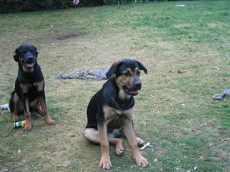 Blanding af racer Pumba - Her er han sammen med sin søster som også kan ses her på hunde galleri billede 5