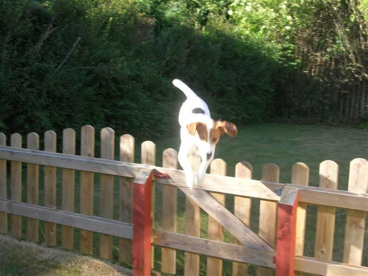 Blanding af racer !....Dolly....­­!­­ - hop :D´ billede 6