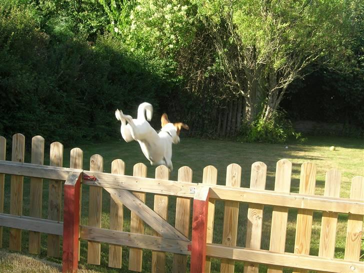 Blanding af racer !....Dolly....­­!­­ - elsker at bide mig selv hihi...! billede 7