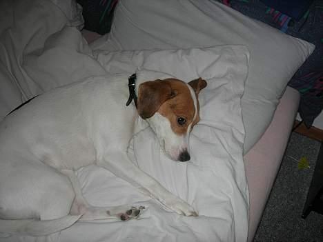 Blanding af racer !....Dolly....­­!­­ - vil lige slappe af når jeg har løbet hele dagen, og sprunget...! billede 8