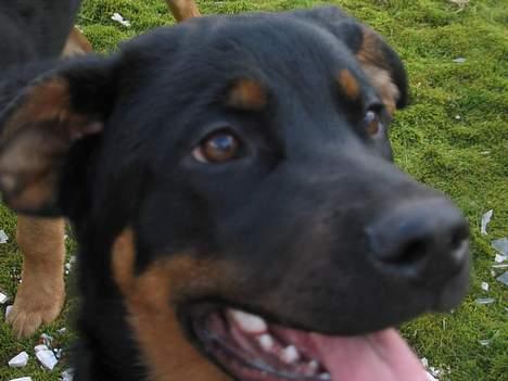 Blanding af racer Sussi billede 4