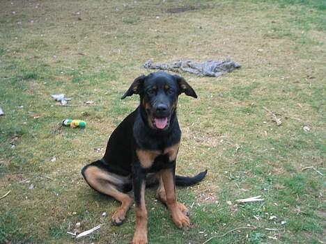 Blanding af racer Sussi billede 6