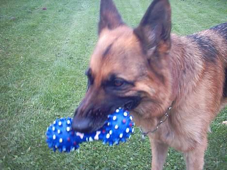 Schæferhund kanto - fin<3 billede 1