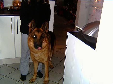 Schæferhund kanto - som lille.. billede 2