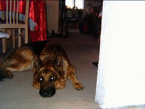 Schæferhund kanto - trat. billede 3