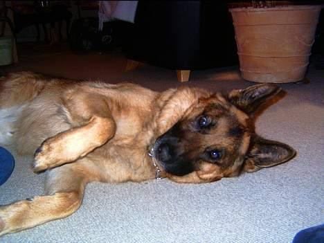 Schæferhund kanto - der er han ikk så gammel.:P billede 4