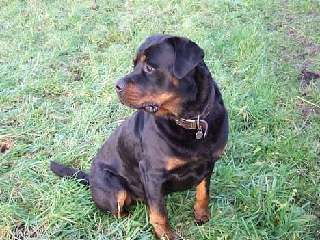 Rottweiler Brotus R.I.P billede 17