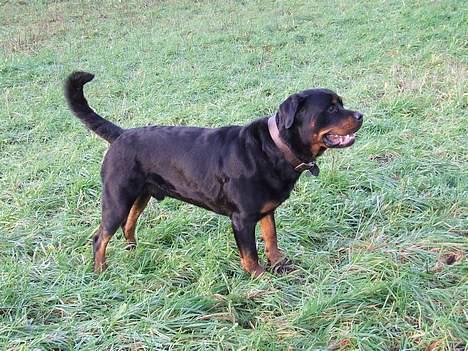 Rottweiler Brotus R.I.P billede 18