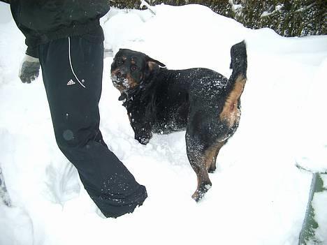 Rottweiler Brotus R.I.P billede 19