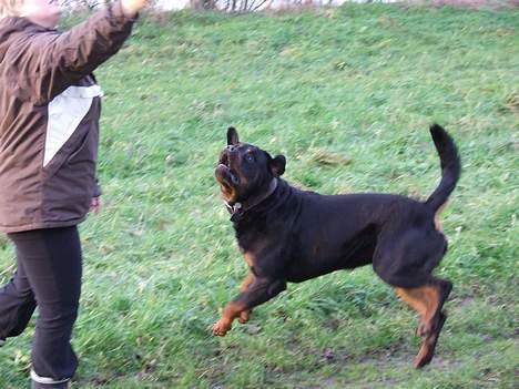 Rottweiler Brotus R.I.P billede 20