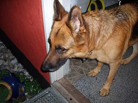 Schæferhund kanto - :s billede 5