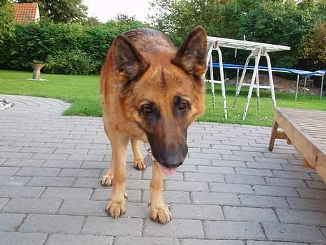 Schæferhund kanto - hallo! billede 6