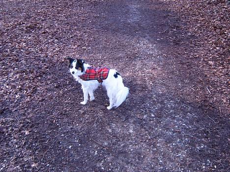 Blanding af racer Mollypigen - er jeg ikke fin? billede 8