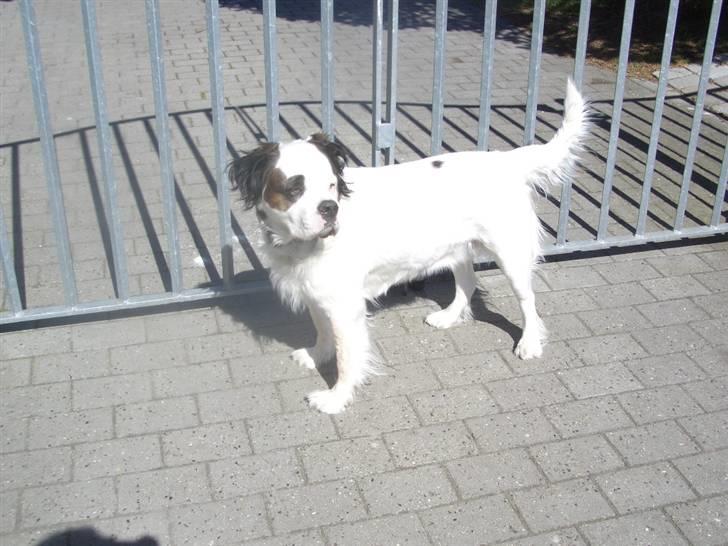 Blanding af racer Asja, R. I. P billede 12