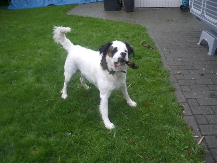 Blanding af racer Asja, R. I. P billede 13