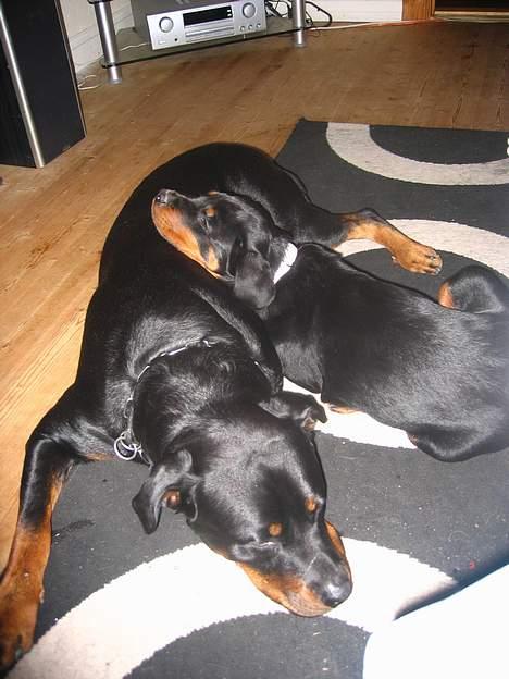 Rottweiler Kaiser RIP  - mig og søs tager lige en lur billede 12