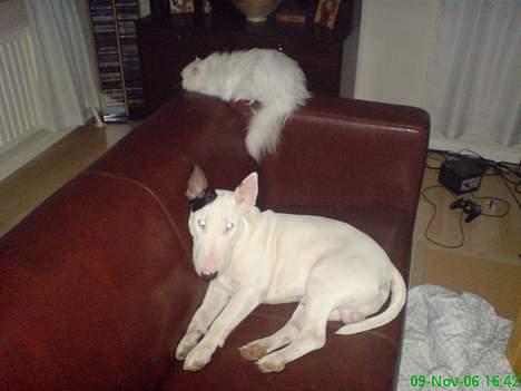 Bullterrier Bill - Bedste makkere :) billede 3