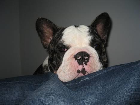 Fransk bulldog - Lancomes Unic - Har lige en slapper på fars ben billede 1