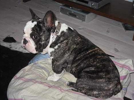 Fransk bulldog - Lancomes Unic - Min plads billede 2