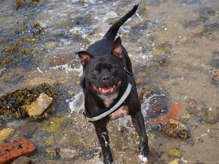 Staffordshire bull terrier Nala - Haaalllååå mor, kast nu den sten ! billede 1