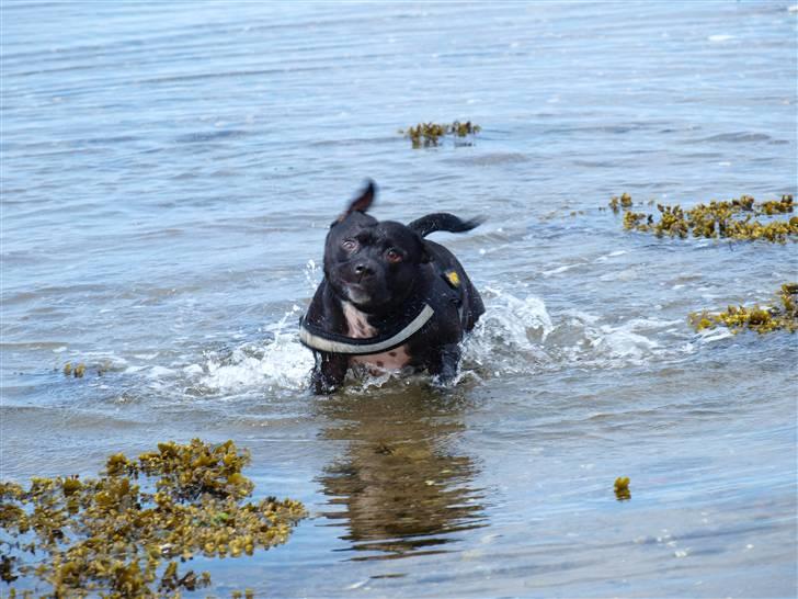 Staffordshire bull terrier Nala - Grimling ? MIG ??? ... Du lyver moarr, er aldrig grim *GG* billede 2