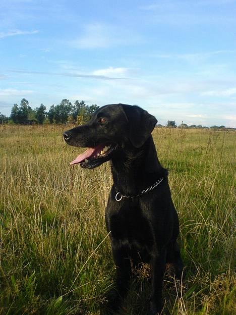 Labrador retriever Butler billede 1