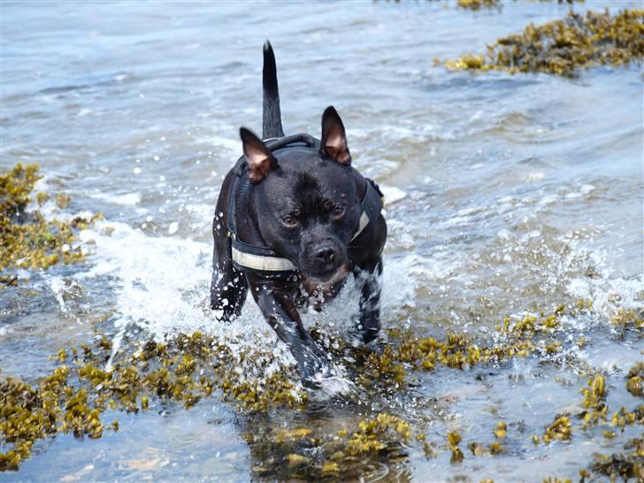 Staffordshire bull terrier Nala - Heeeeer kommer jeg med fuld fart :D billede 3