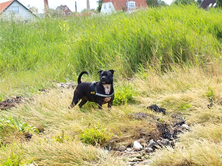 Staffordshire bull terrier Nala - Står lige troner - fordi jeg ka´!  billede 4