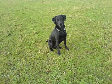 Labrador retriever Butler billede 2