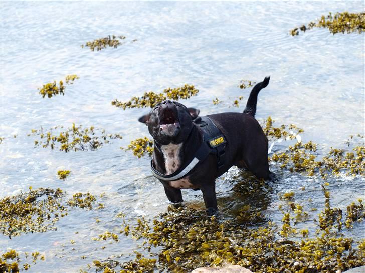 Staffordshire bull terrier Nala - VOOOOV siger den "lille" hund *SS* billede 5