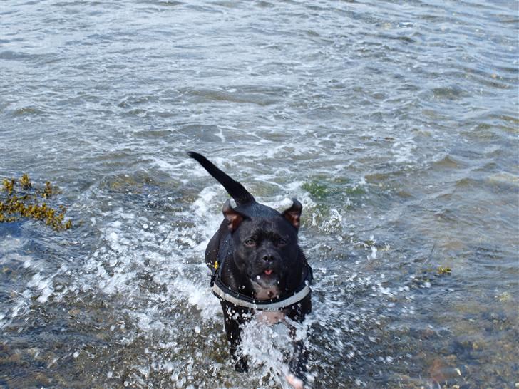 Staffordshire bull terrier Nala - Vrrrooooommm sagde det :D billede 6