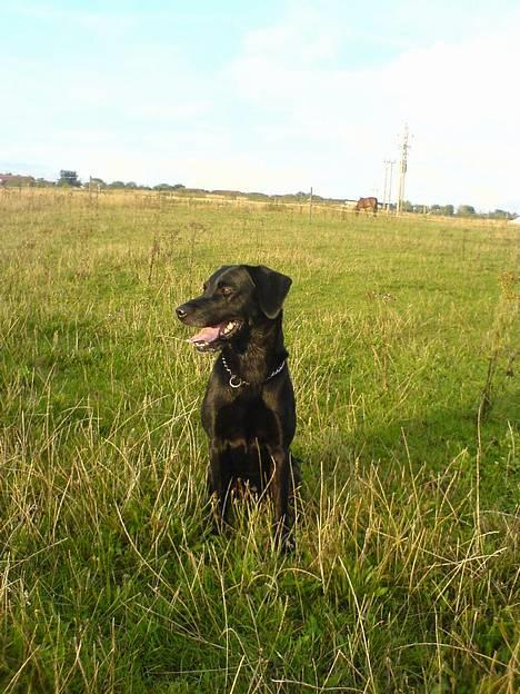 Labrador retriever Butler billede 3