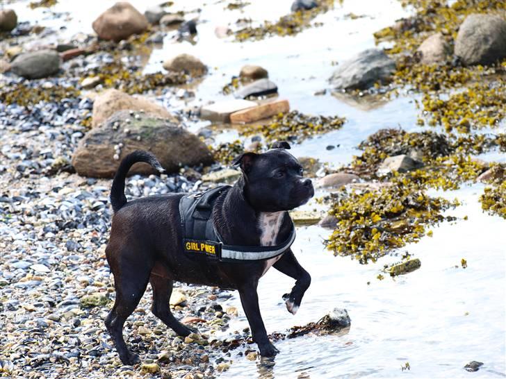 Staffordshire bull terrier Nala - Orv manner, EN FUGL, hvis jeg står helt stille kan den nok ikke se mig!  billede 7