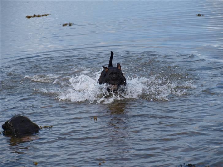 Staffordshire bull terrier Nala - Mor kalder mig en gris, der er måske noget om det ? (tjek lige ansigtet :D) billede 8