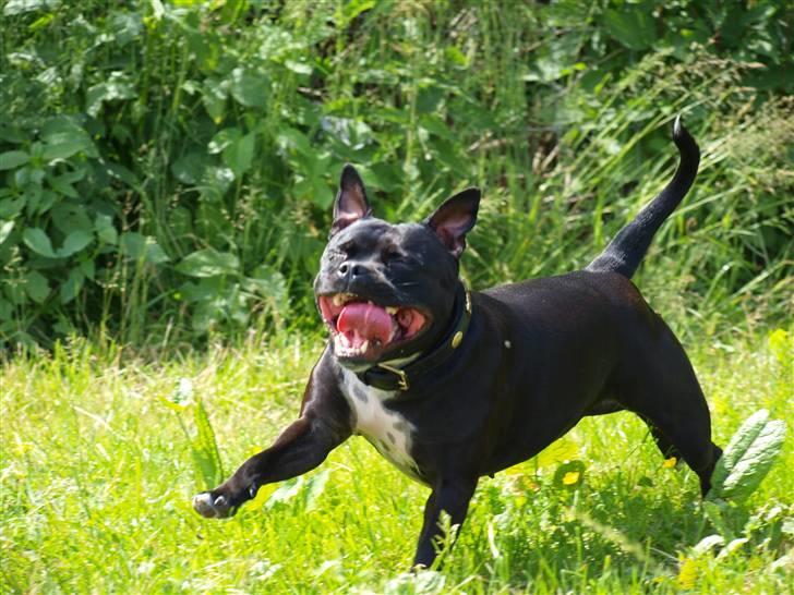Staffordshire bull terrier Nala - NYT! - Yiihhaaaa :D billede 9