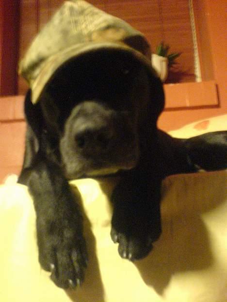 Labrador retriever Butler - Daaaw c",) billede 4