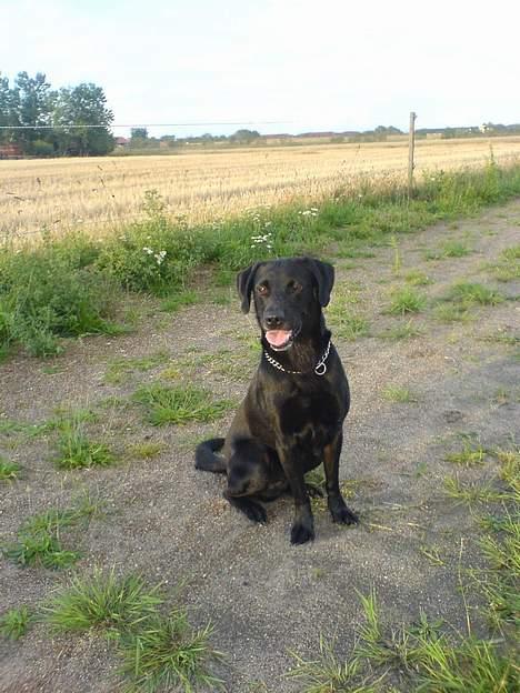 Labrador retriever Butler billede 5