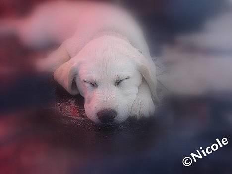 Labrador retriever Bonzo - Bonzo blev vidst lidt træt ? :) billede 1