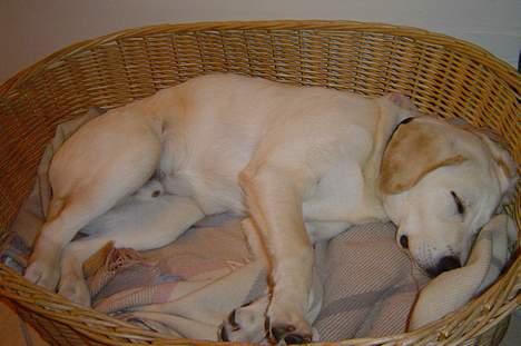 Labrador retriever Bonzo billede 2