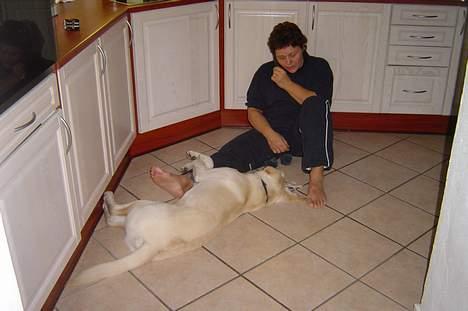 Labrador retriever Bonzo billede 3