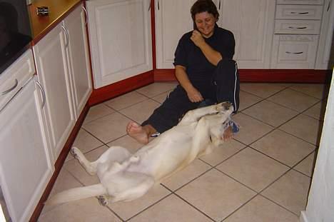 Labrador retriever Bonzo billede 4