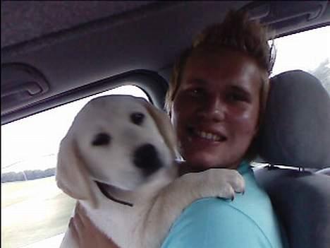 Labrador retriever Bonzo billede 5