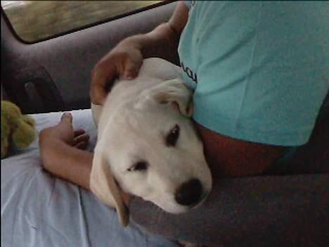 Labrador retriever Bonzo billede 6